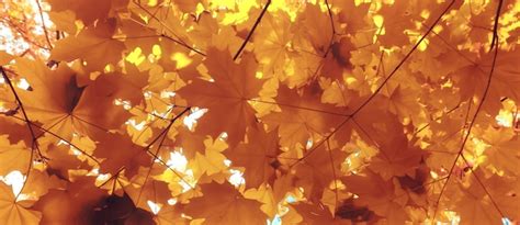 Premium Photo | Orange fall falling leaves autumn background yellow branches maple