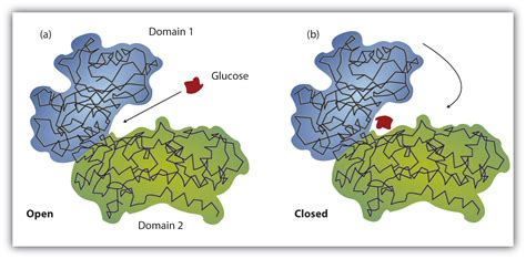 proteins - What is a catalytic domain of an enzyme? - Biology Stack Exchange