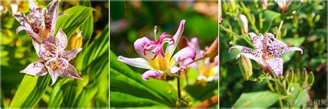 Toad Lily - Tricyrtis » A Healthy Life For Me