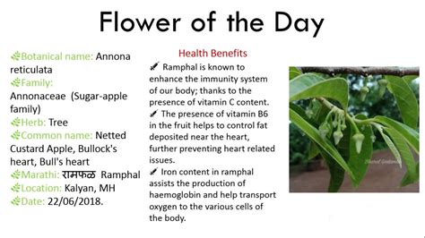 Ramphal Benefits — Ayureveryday.