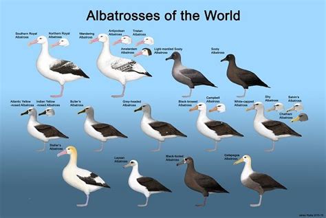 Albatrosses of the World - Beautiful Birds in Stunning Colors