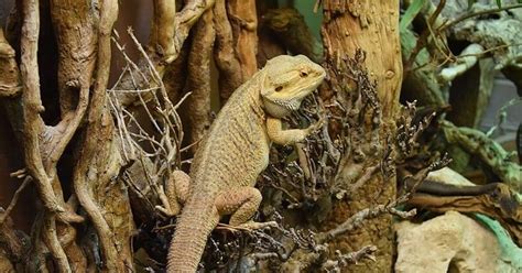 How to find the right wooden vivarium for your reptiles