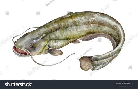 25,119 Catfish Background Images, Stock Photos & Vectors | Shutterstock