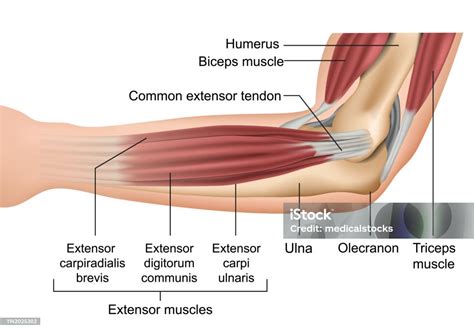 Ilustración de Anatomía De Los Músculos Del Codo Ilustración Vectorial ...