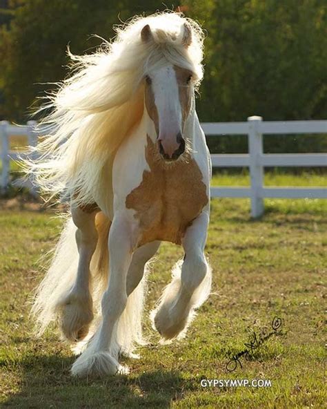 22 Gypsy Vanners Being All Gorgeous | HORSE NATION