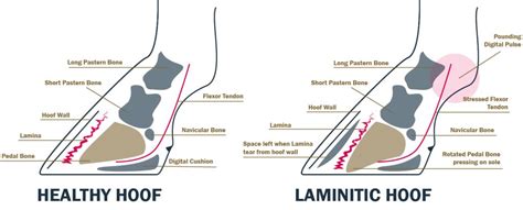 Laminitis - Campo's Natural Barefoot Farrier Services