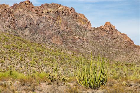 Cacti in Arizona – Cat Sparks Photography