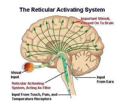 Neuroscience Bite: The Reticular Activating System - OLAV KRIGOLSON