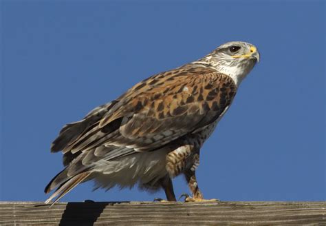 Ferruginous Hawk | San Diego Bird Spot