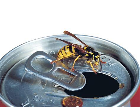 Identifying Wasps