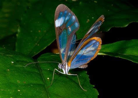 Blue Glasswing Butterfly