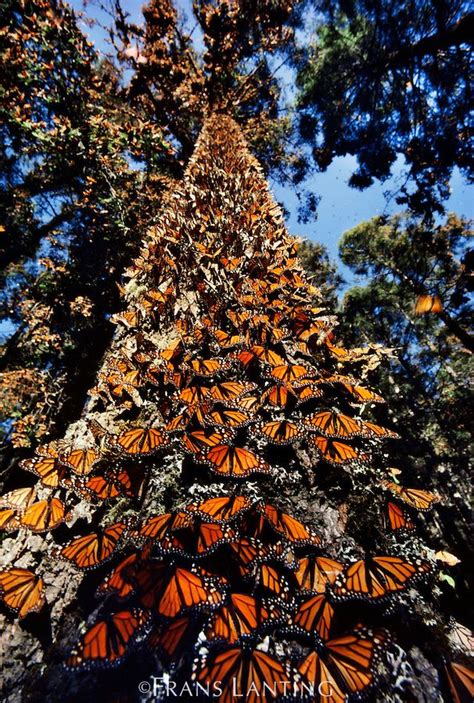 Monarch butterflies on tree trunk | Frans Lanting / FransLanting.com | Monarch butterfly ...