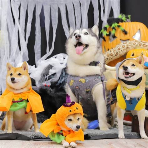 15 Pics That Prove Shiba Inu Always Win At Halloween - The Dogman