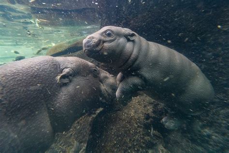 ‘Adorable’ baby pygmy hippo prepares to meet public as zoo reopens ...