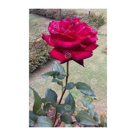 Rose Plant Online | ubicaciondepersonas.cdmx.gob.mx