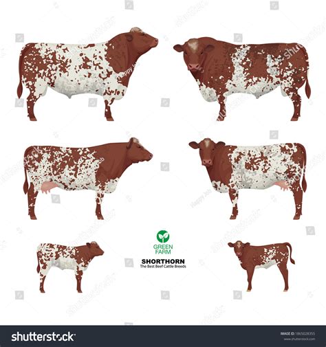 Shorthorn Best Beef Cattle Breeds Set Stock Vector (Royalty Free ...