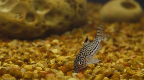 Corydoras Catfish Profile: tank conditions, feeding and breeding | The Aquarium Club