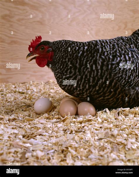 PLYMOUTH ROCK HEN WITH EGGS Stock Photo - Alamy