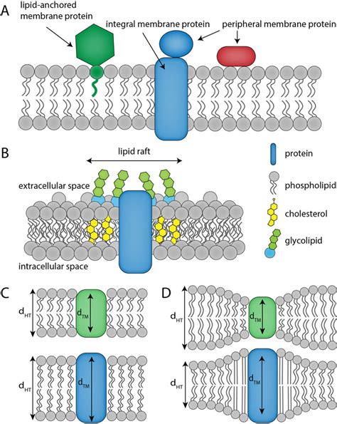 Organization of biological membranes. (A) Classification of membrane ...