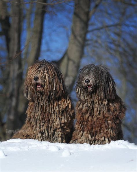 Bergamasco Sheepdog dog breed information, pictures, care, temperament ...