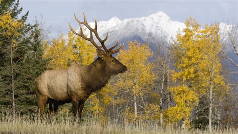 24 Elk Wallpapers - Wallpaperboat