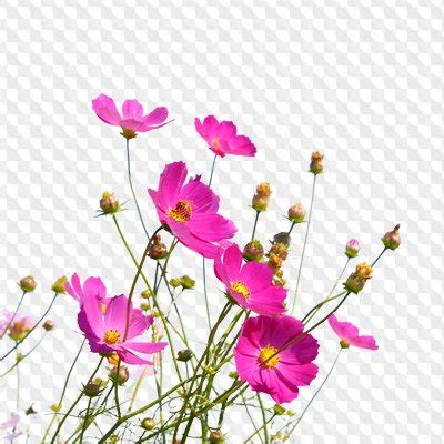 Flower Photoshop Overlays 27 High Quality PNG images Download