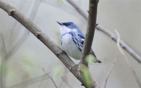 Cerulean Warbler gets help from major grant – Illinois Ornithological Society