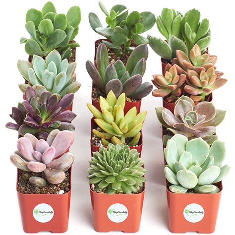 Variety Pack of Mini Succulents Deals