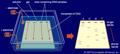 Practical 3 part I - agarose gel electrophoresis Diagram | Quizlet