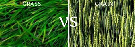 Grass Fed Vs Grain Fed Meat - Is Grass-fed beef Really Healthier? (Part 2 of Veg vs meat eaters ...