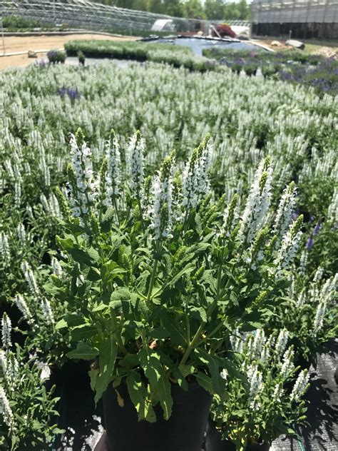 Meadow Sage 'Snowhill' | Salvia nemerosa 'Snowhill' – ShrubBucket in 2020 | Plants that attract ...