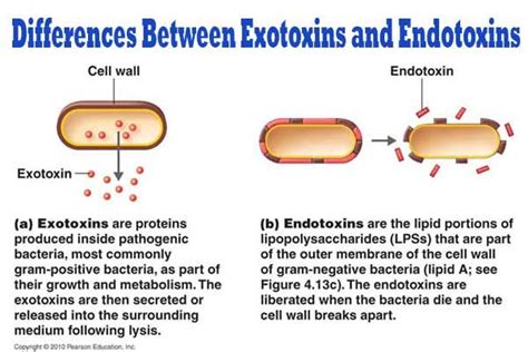 Differences Between Exotoxins and Endotoxins | Microbiology, Medical facts, Cell wall