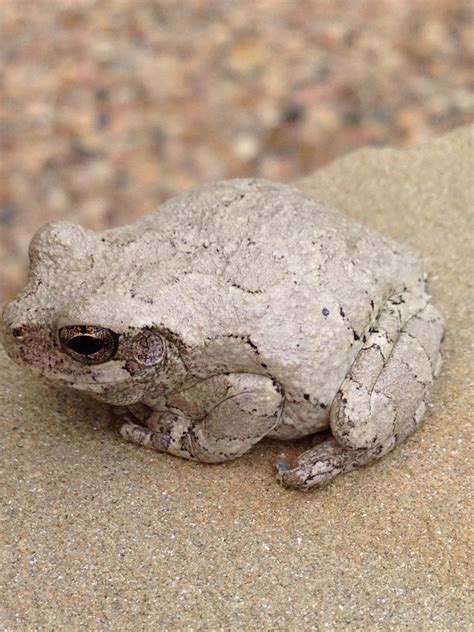 Albino Tree Frog Tree Frogs, Albino, Creatures, Animals, Animales, Animaux, Animal, Animais ...