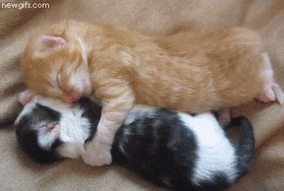 Cuddling Yawn GIF - Find & Share on GIPHY