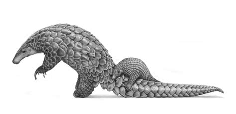 Pangolin by comsl on DeviantArt