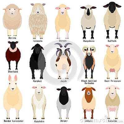 Sheep Chart with Breeds Name Stock Vector - Illustration of east, friesian: 145533821 | Sheep ...