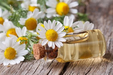 10 Miraculous Healing Uses For Chamomile Oil - Off The Grid News