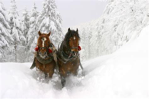 Horse carriage in snow - Animals Wallpapers | Horses in snow, Horse ...