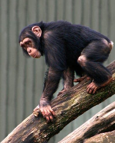 Picture 4 of 9 - Chimpanzee (Pan Troglodytes) Pictures & Images - Animals - A-Z Animals