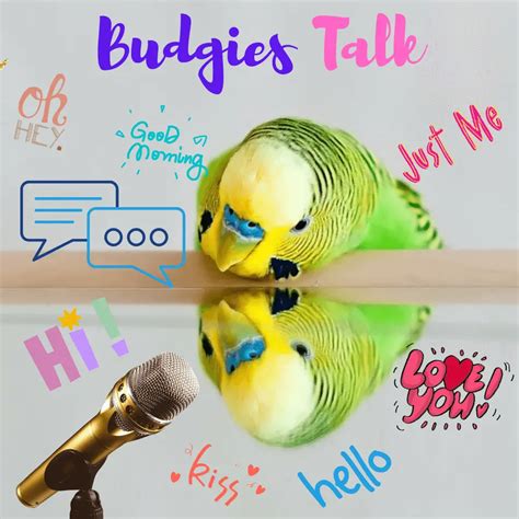 Budgies talk - How to learn to talk to a budgie Step by Step