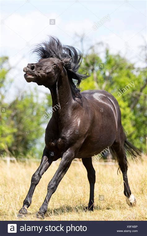 Barb Horse High Resolution Stock Photography and Images - Alamy