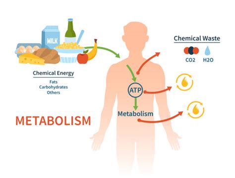 Metabolism Illustrations, Royalty-Free Vector Graphics & Clip Art - iStock