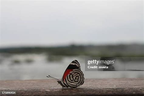 Iguazu Falls Wildlife Photos and Premium High Res Pictures - Getty Images