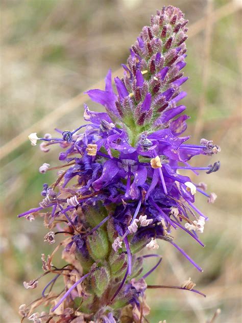 Photographs of Veronica Spicata, UK Wildflowers; Developing inflorescence