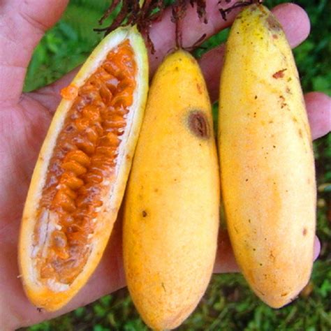 New Egrow 50Pcs/Pack Banana Passion Fruit Seeds Tropical Passiflora Bonsai Garden Family Indoor ...