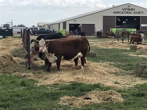 National Hereford Cattle Show in Town This Week - DiscoverWeyburn.com - Local news, Weather ...