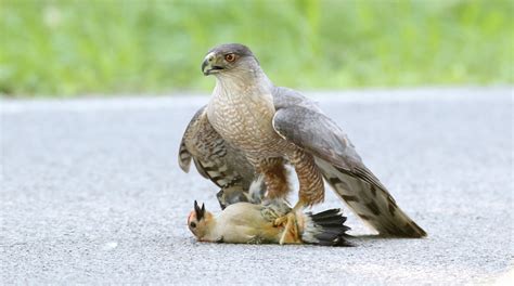 What’s For Dinner? Sharp-shinned and Cooper’s Hawks Pick Different Foods - FeederWatch