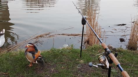 This little mandarin duck visited me on the bank : r/Fishing