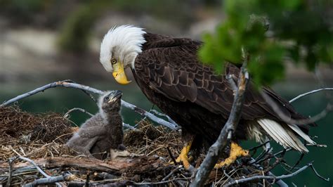 Human-eagle conflicts are disturbing bald eagle nesting areas in Arizona | KJZZ
