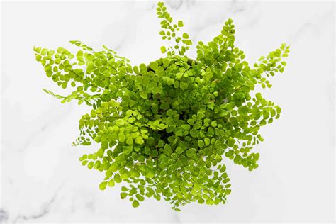 Maidenhair Fern: Indoor Plant Care & Growing Guide